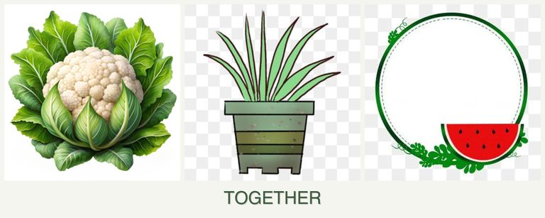 Can you plant cauliflower, lemongrass and watermelons together?