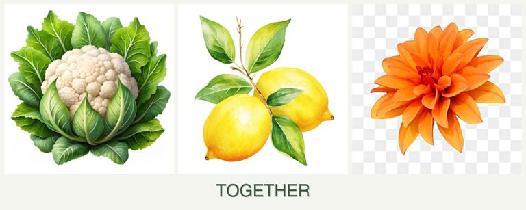 Can you plant cauliflower, lemons and dahlias together?