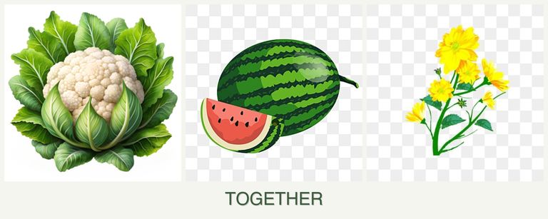 Can you plant cauliflower, melons and calendula together?