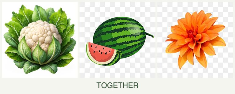 Can you plant cauliflower, melons and dahlias together?