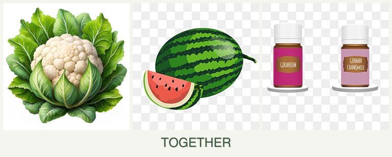 Can you plant cauliflower, melons and geraniums together?
