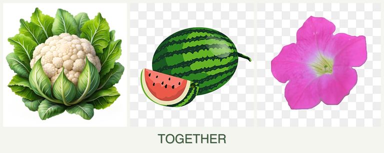 Can you plant cauliflower, melons and petunias together?