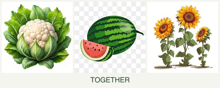 Can you plant cauliflower, melons and sunflowers together?