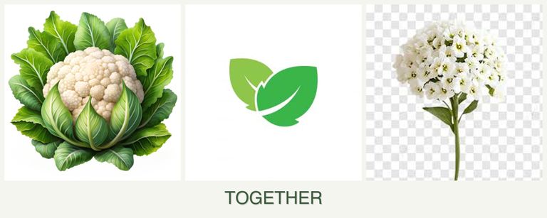 Can you plant cauliflower, mint and alyssum together?