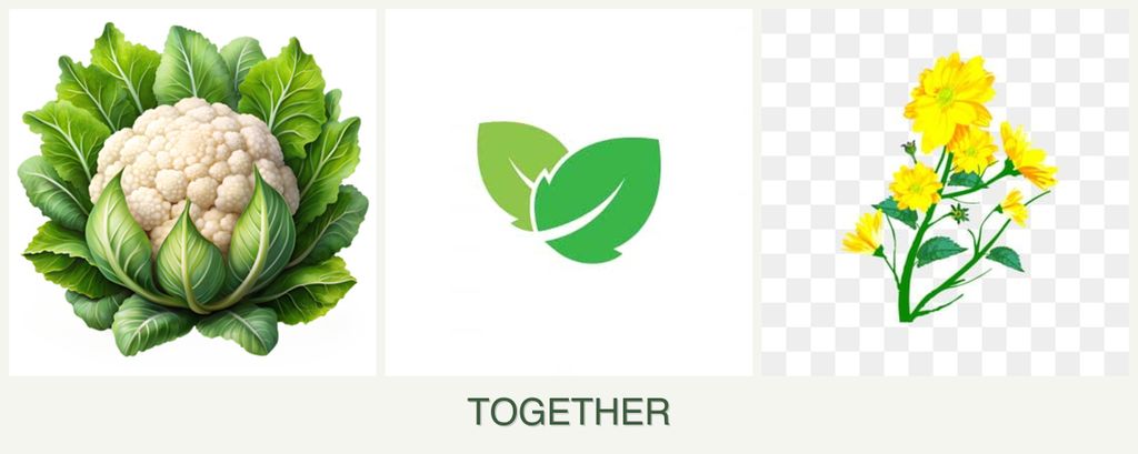 Can you plant cauliflower, mint and calendula together?