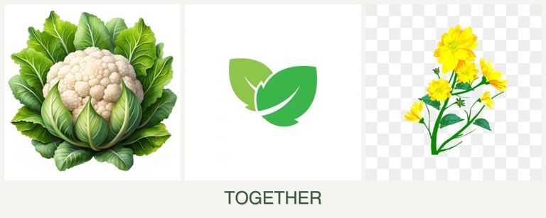 Can you plant cauliflower, mint and calendula together?