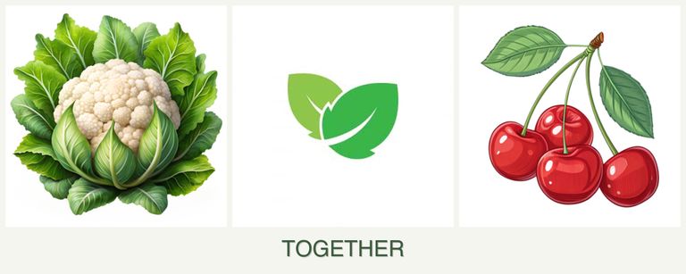 Can you plant cauliflower, mint and cherries together?