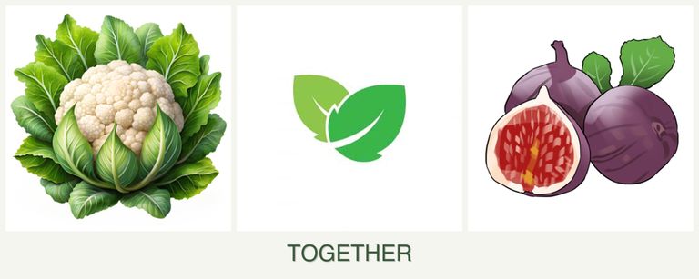 Can you plant cauliflower, mint and figs together?