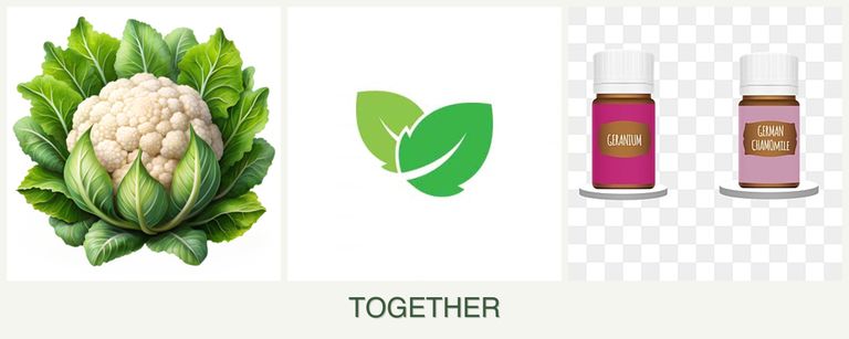 Can you plant cauliflower, mint and geraniums together?