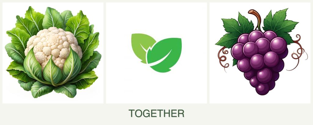 Can you plant cauliflower, mint and grapes together?