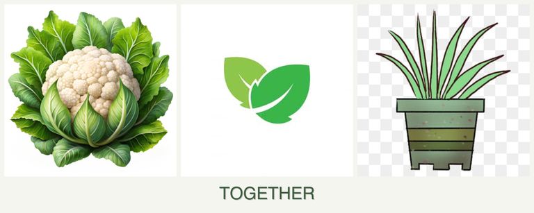 Can you plant cauliflower, mint and lemongrass together?