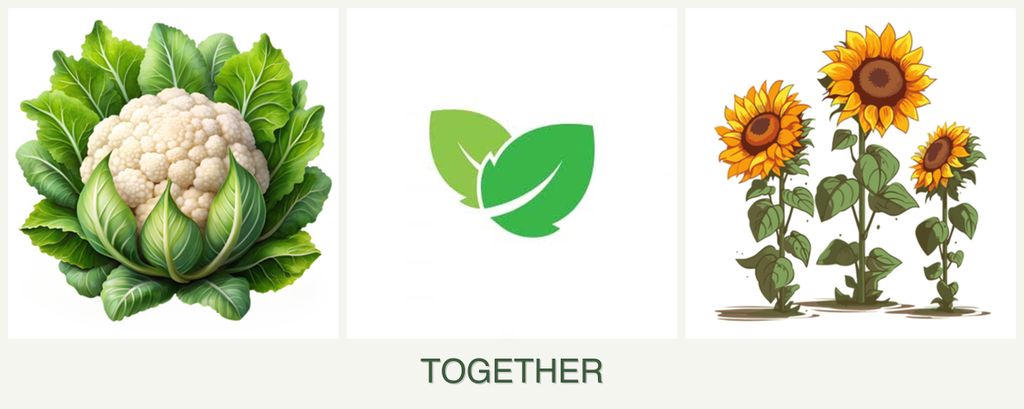 Can you plant cauliflower, mint and sunflowers together?