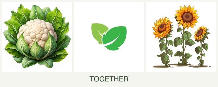 Can you plant cauliflower, mint and sunflowers together?