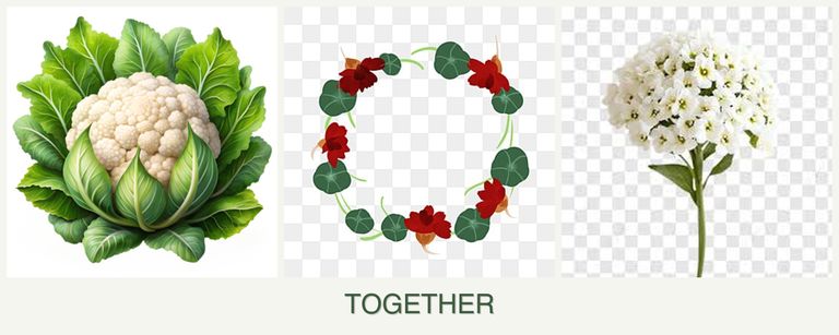 Can you plant cauliflower, nasturtiums and alyssum together?