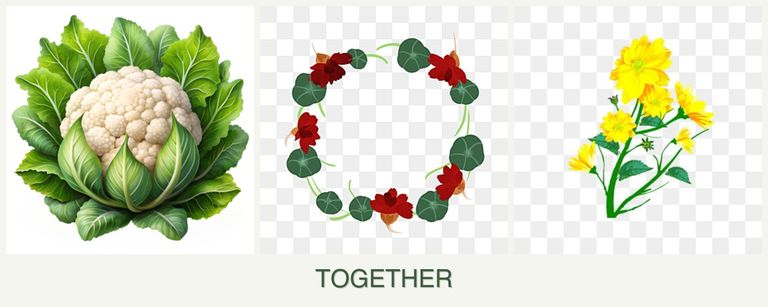 Can you plant cauliflower, nasturtiums and calendula together?