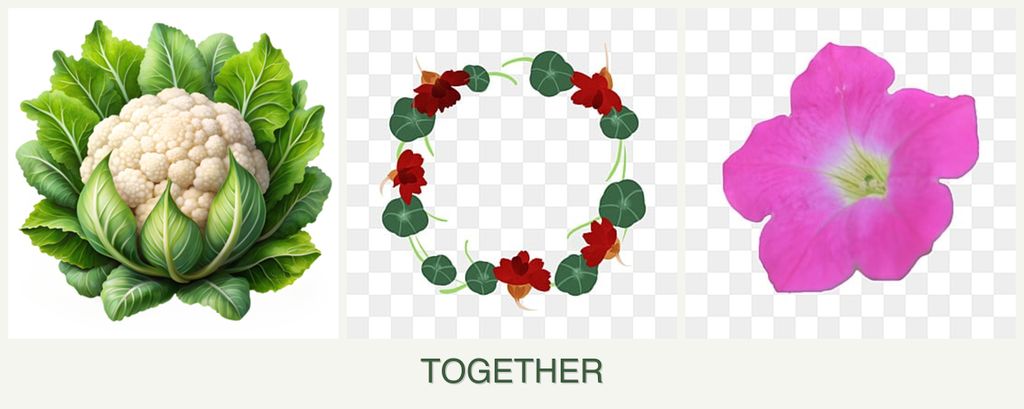Can you plant cauliflower, nasturtiums and petunias together?