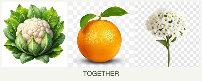 Can you plant cauliflower, oranges and alyssum together?
