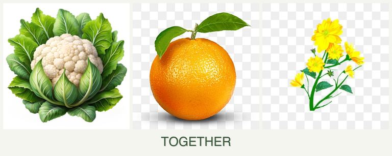 Can you plant cauliflower, oranges and calendula together?