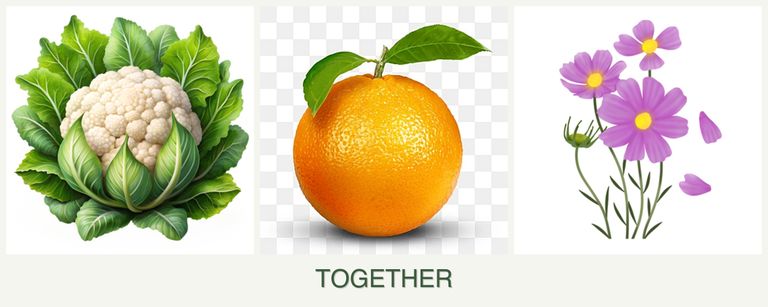 Can you plant cauliflower, oranges and cosmos together?