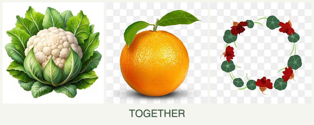Can you plant cauliflower, oranges and nasturtiums together?