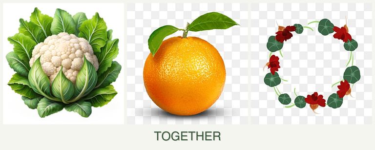 Can you plant cauliflower, oranges and nasturtiums together?