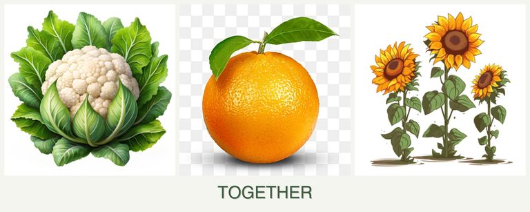 Can you plant cauliflower, oranges and sunflowers together?