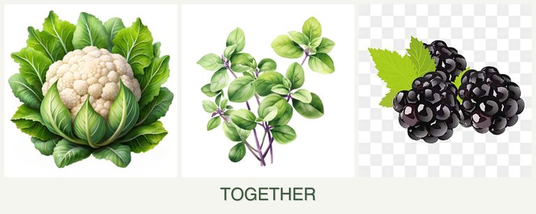 Can you plant cauliflower, oregano and blackberries together?