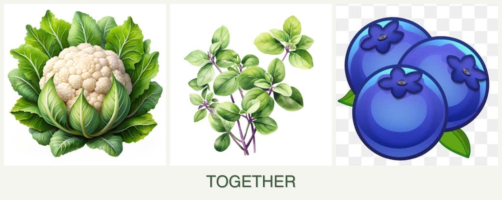 Can you plant cauliflower, oregano and blueberries together?