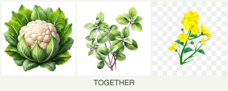 Can you plant cauliflower, oregano and calendula together?