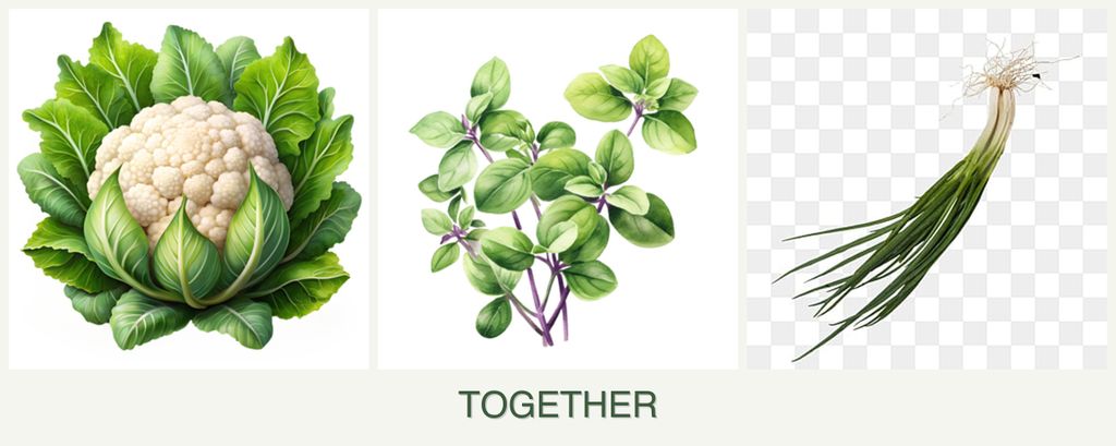 Can you plant cauliflower, oregano and chives together?
