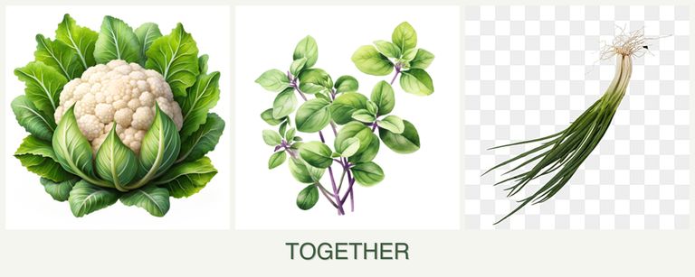 Can you plant cauliflower, oregano and chives together?