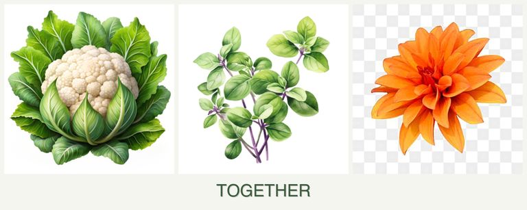 Can you plant cauliflower, oregano and dahlias together?