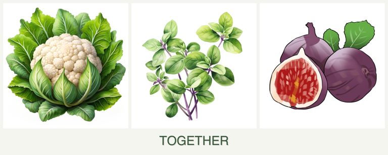 Can you plant cauliflower, oregano and figs together?