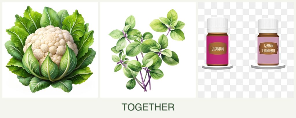 Can you plant cauliflower, oregano and geraniums together?