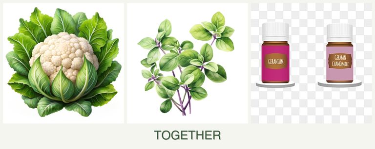 Can you plant cauliflower, oregano and geraniums together?