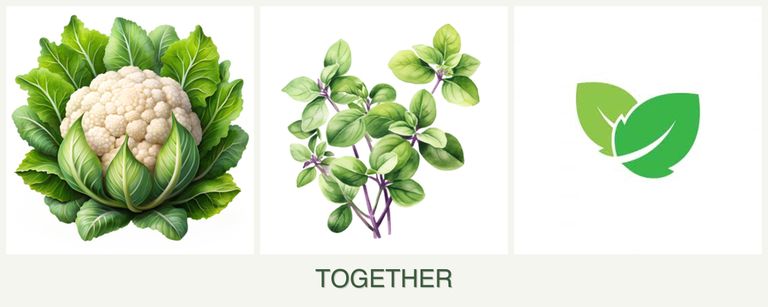 Can you plant cauliflower, oregano and mint together?
