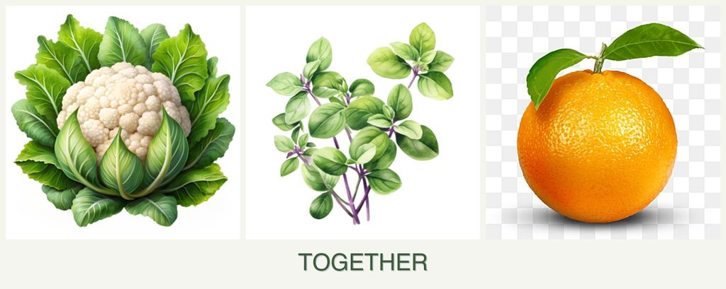 Can you plant cauliflower, oregano and oranges together?