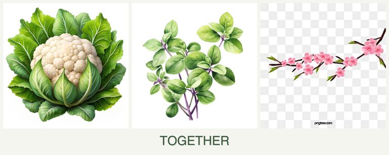 Can you plant cauliflower, oregano and peaches together?