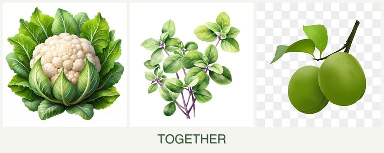 Can you plant cauliflower, oregano and plums together?