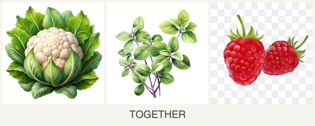 Can you plant cauliflower, oregano and raspberries together?