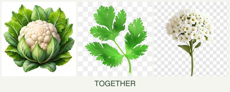 Can you plant cauliflower, parsley and alyssum together?