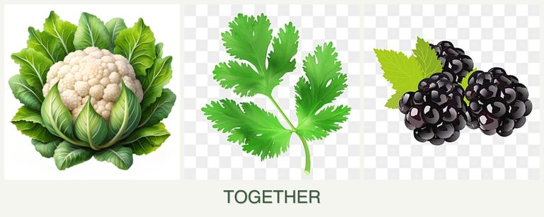 Can you plant cauliflower, parsley and blackberries together?