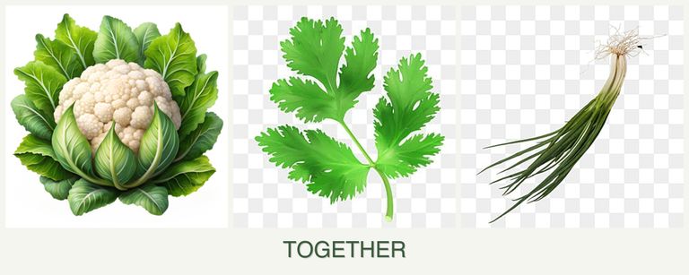 Can you plant cauliflower, parsley and chives together?