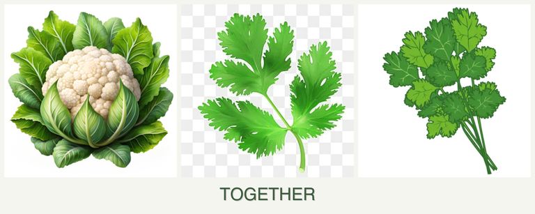Can you plant cauliflower, parsley and cilantro together?
