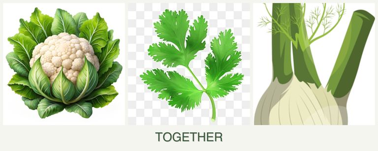 Can you plant cauliflower, parsley and fennel together?