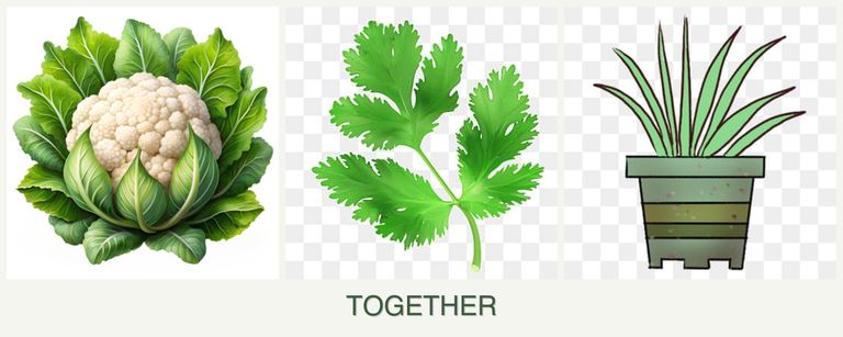Can you plant cauliflower, parsley and lemongrass together?