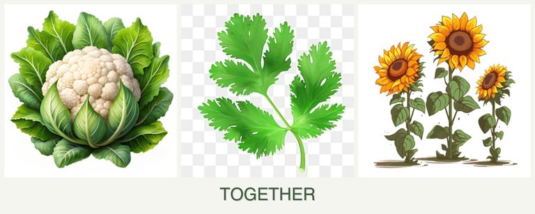 Can you plant cauliflower, parsley and sunflowers together?