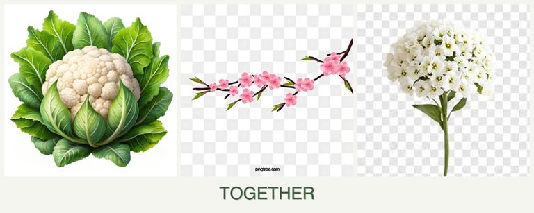 Can you plant cauliflower, peaches and alyssum together?
