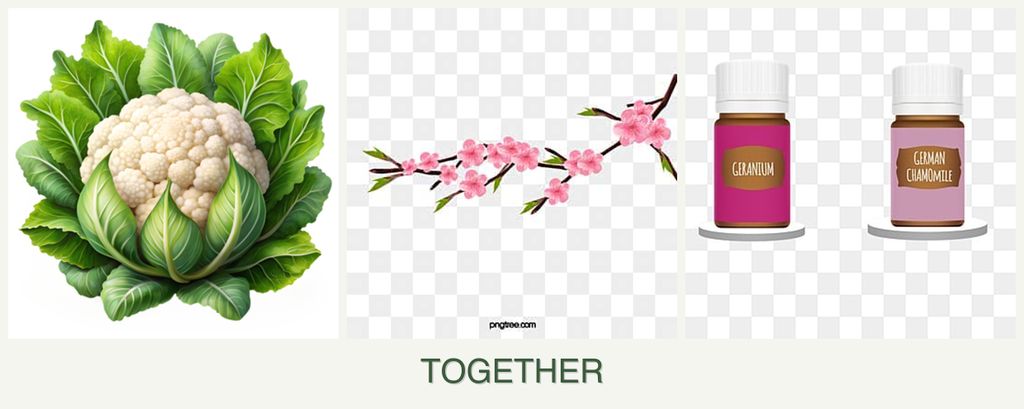 Can you plant cauliflower, peaches and geraniums together?
