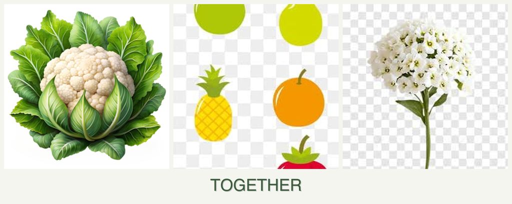 Can you plant cauliflower, pears and alyssum together?